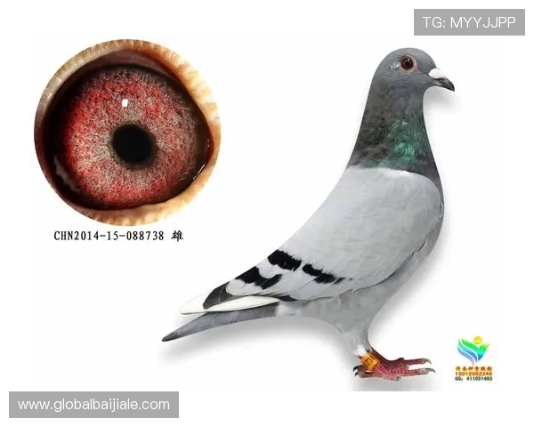 亚搏AG旗舰厅：支持多种支付方式，便捷存取款体验让你游戏无忧畅快享受